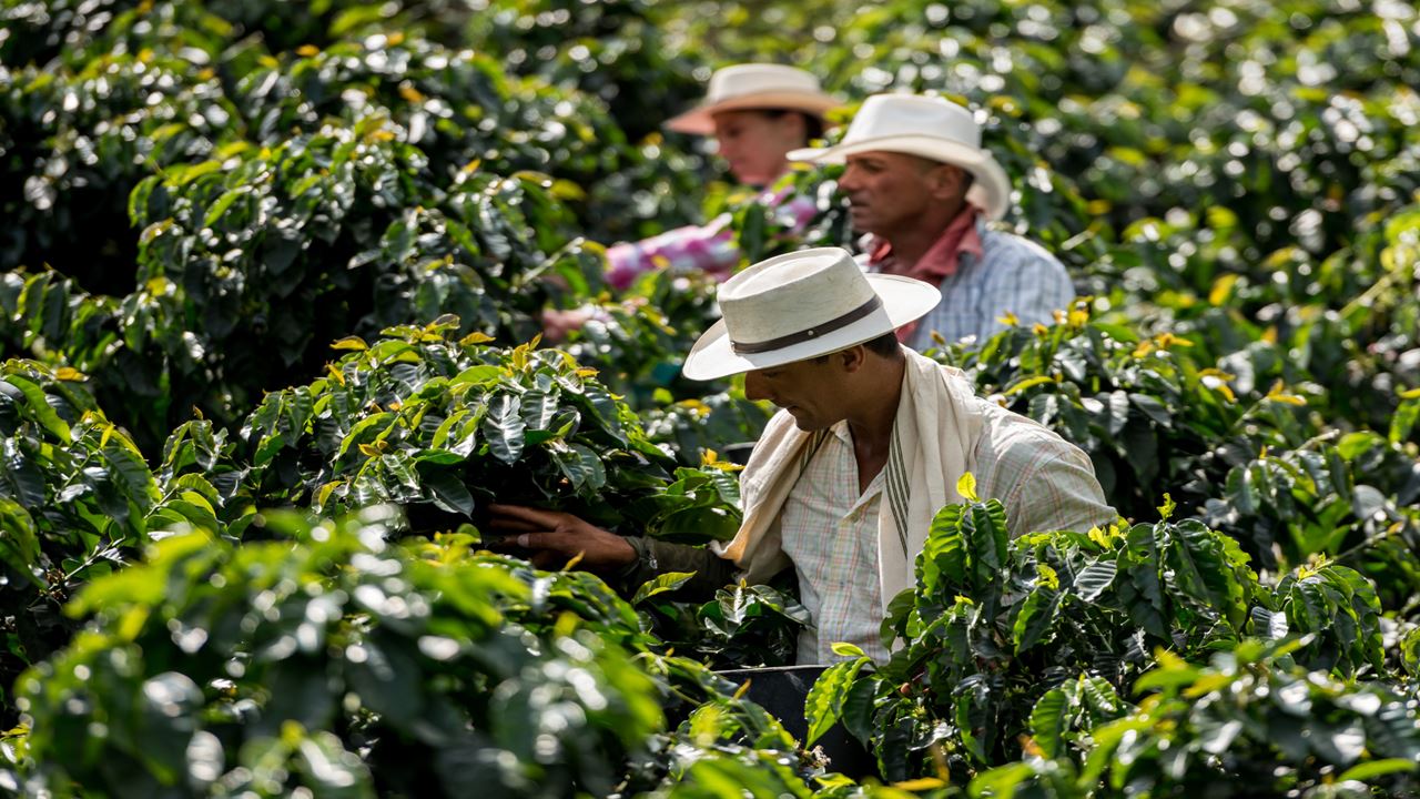 Colombia Esencial 8 Días: Bogotá Y El Eje Cafetero foto 3