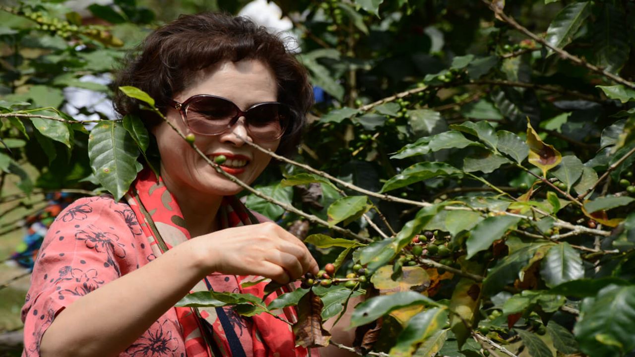 Passeio Em Grupo A Uma Fazenda De Café (1)