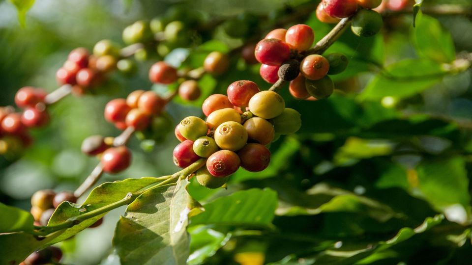 Finca Cafetera en Grupo: Visita Guiada en Cundinamarca foto 6