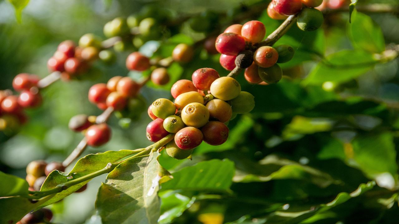 Passeio Em Grupo A Uma Fazenda De Café (5)