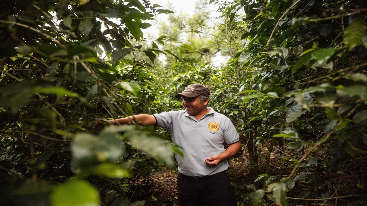 Passeio Em Grupo A Uma Fazenda De Café (4)
