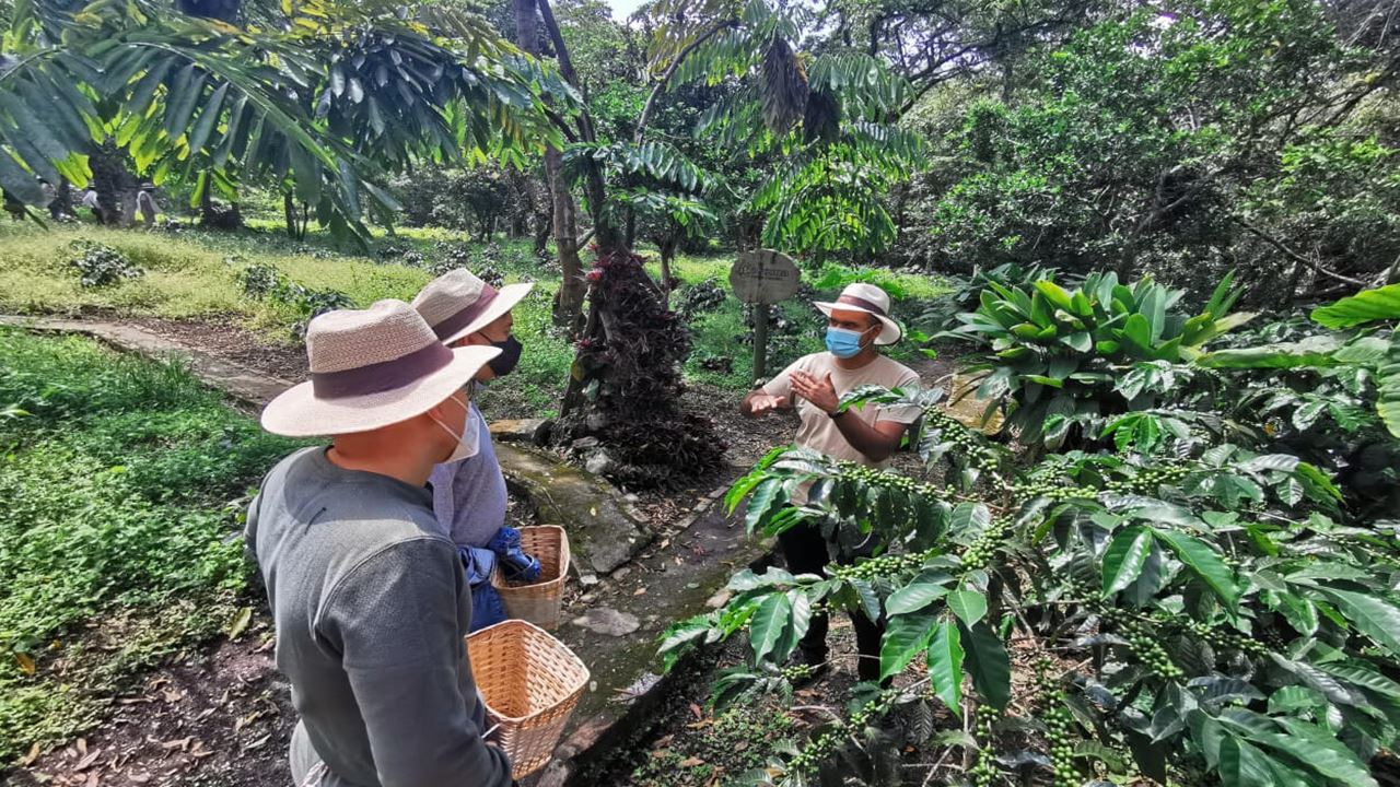 Passeio Em Grupo A Uma Fazenda De Café (3)